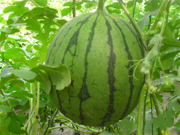 西瓜（小黄玲）