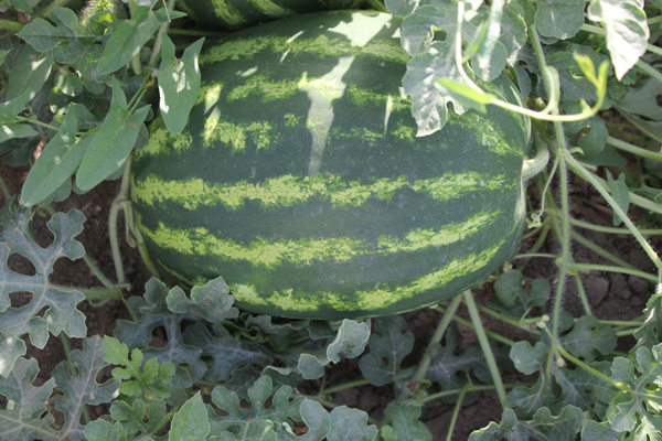 种植基地