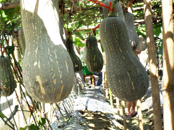 种植基地