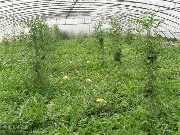 种植基地