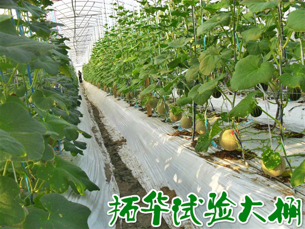 种植地基