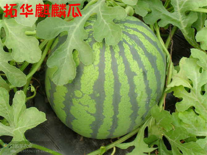 西瓜（拓华麒麟瓜）