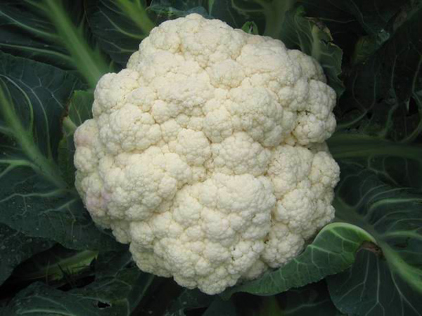 cauliflower