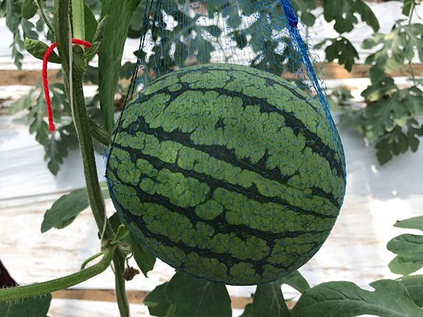 种植基地